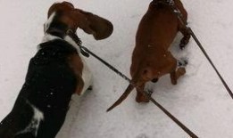 老皮鸭爆料转盘视频教程,轻松掌握爆笑互动技巧